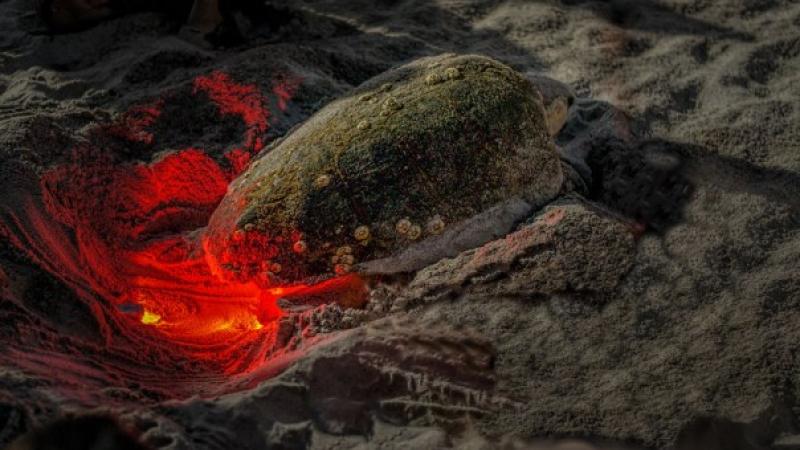 A loggerhead turtle nesting during a guided turtle walk.